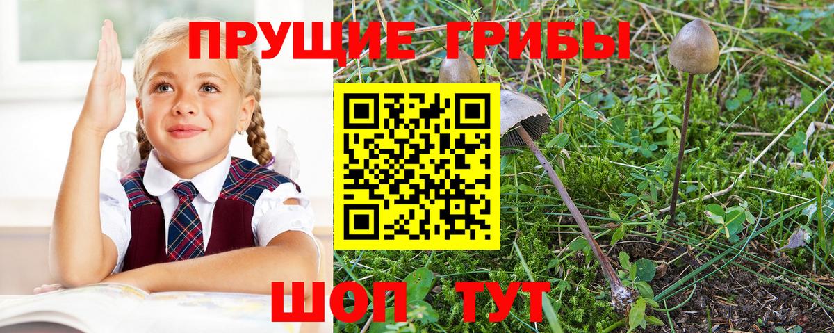 Псилоцибиновые грибы мицелий Скопин